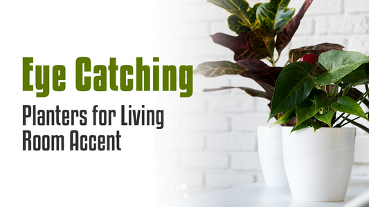 Eye-Catching Planters for Living Room Accent