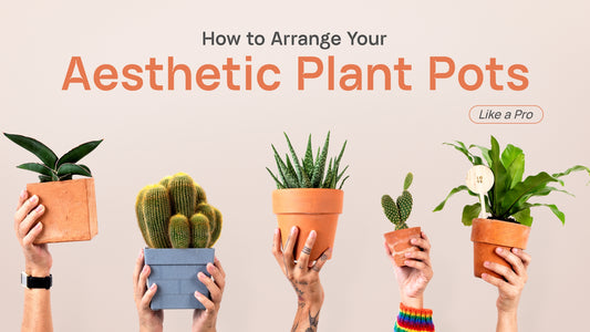 How to Arrange Your Aesthetic Plant Pots Like a Pro