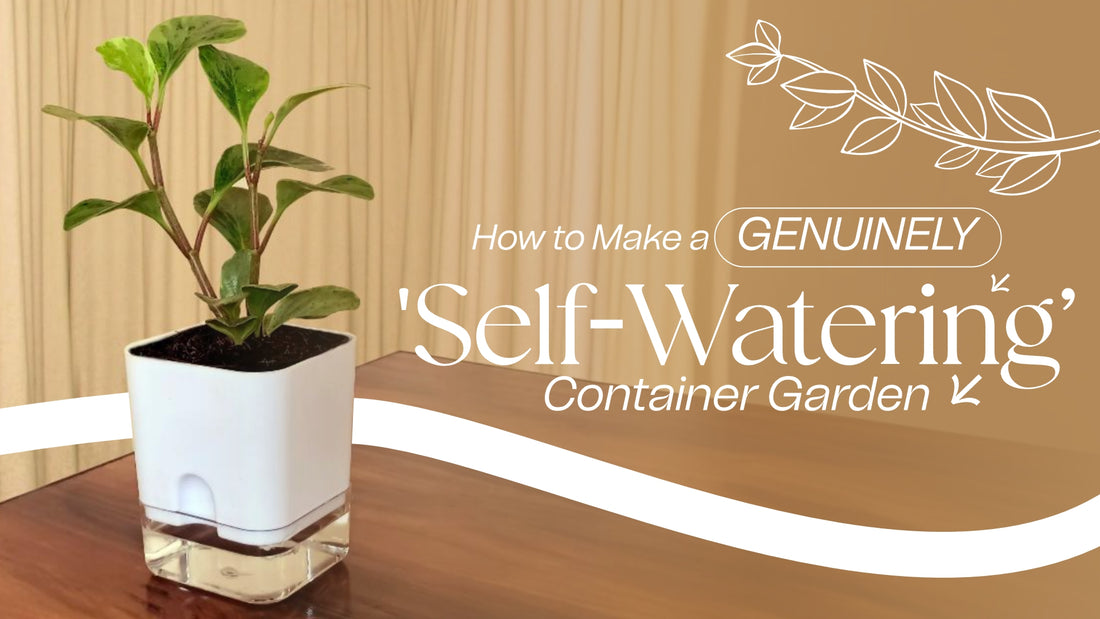 How to Make a Genuinely 'Self-Watering' Container Garden
