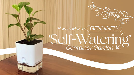 How to Make a Genuinely 'Self-Watering' Container Garden