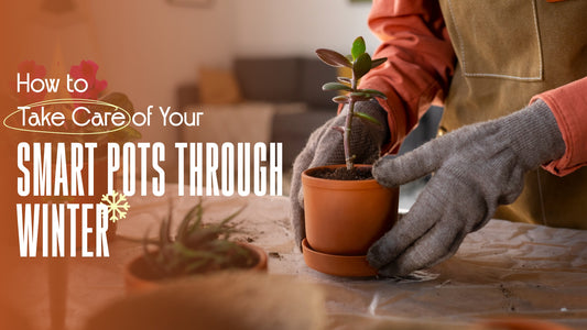 How to Take Care of Your Smart Pots Through Winter