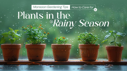 Monsoon Gardening Tips: How to Care for Plants in the Rainy Season
