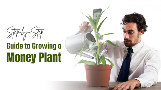 Step-by-Step Guide to Growing a Money Plant