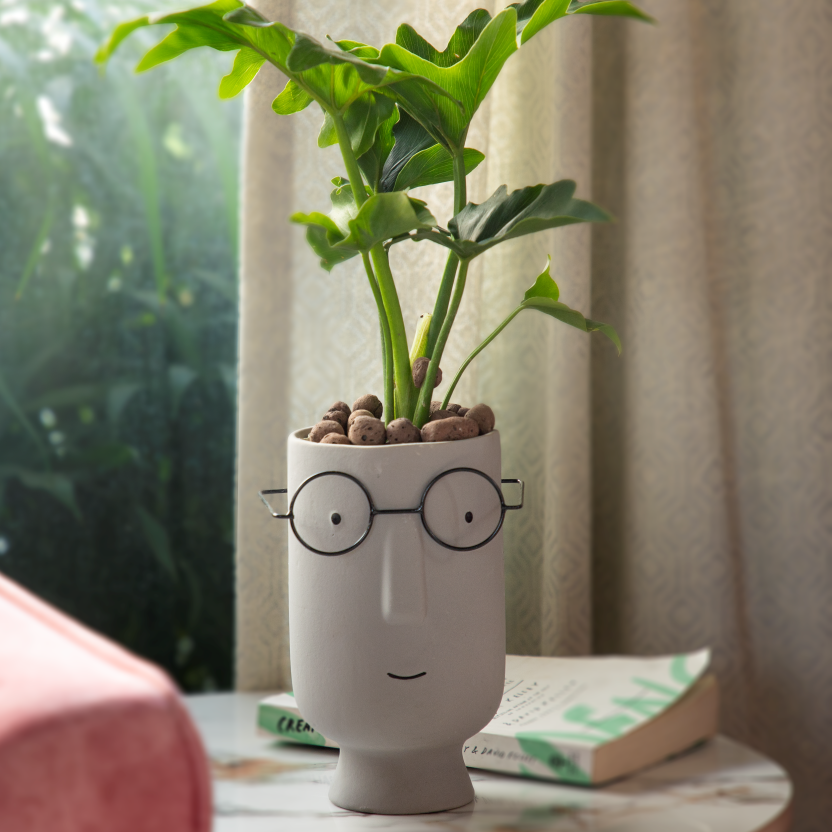 Potter Big Ceramic Pots For Indoor Plants