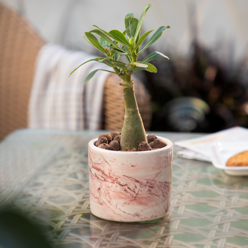 Marbela Cylndro Ceramic Small Pots
