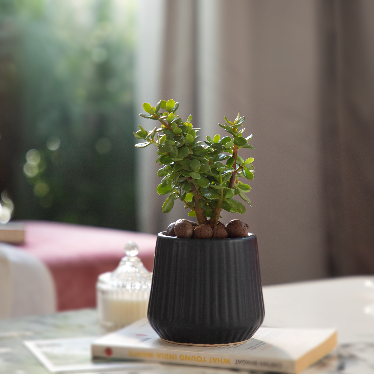 Pander Plants Pot For Bedrooms