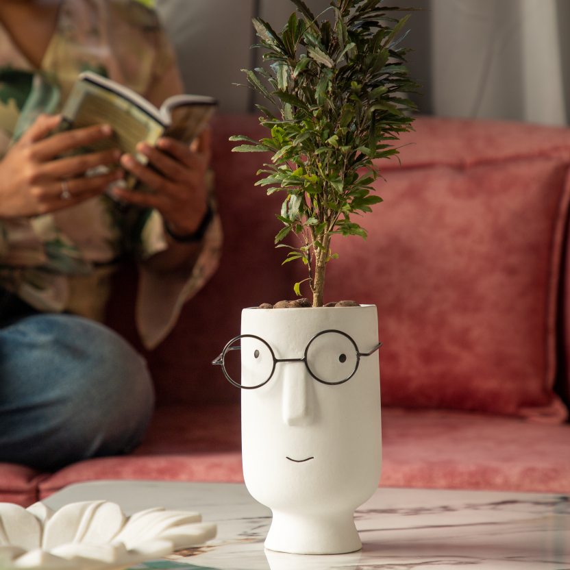Potter Big Ceramic Pots For Indoor Plants