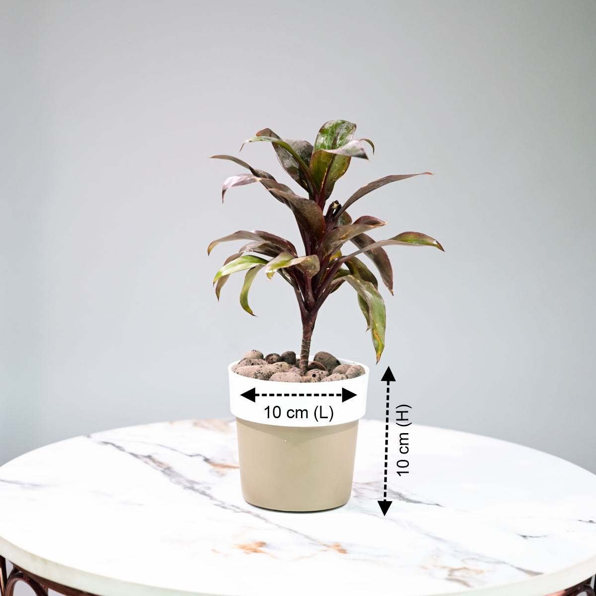 Ringer Table Planter For Bedroom