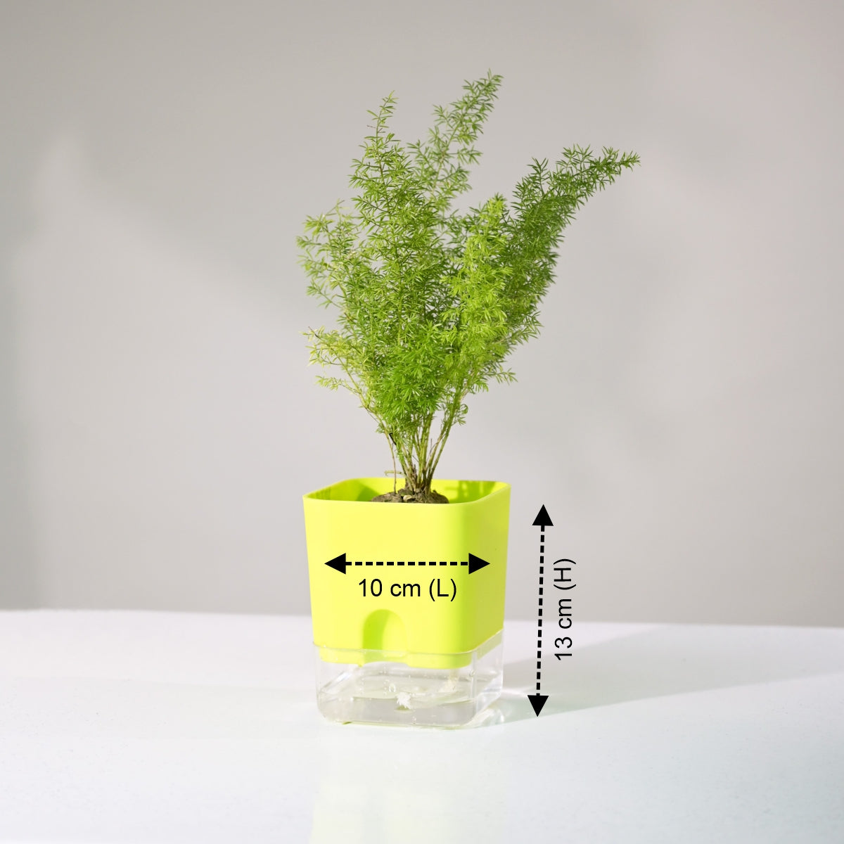Gateway Flower Pot For Office Desk