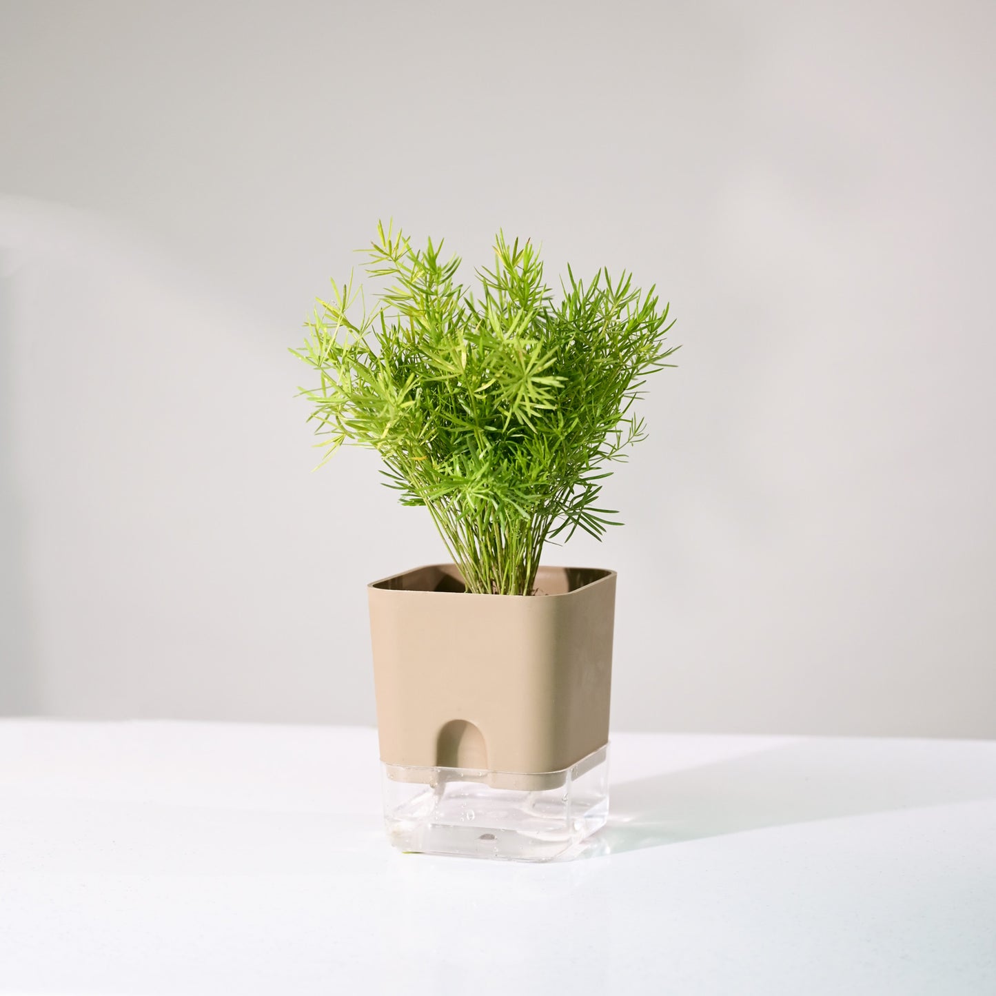 Gateway Flower Pot For Office Desk