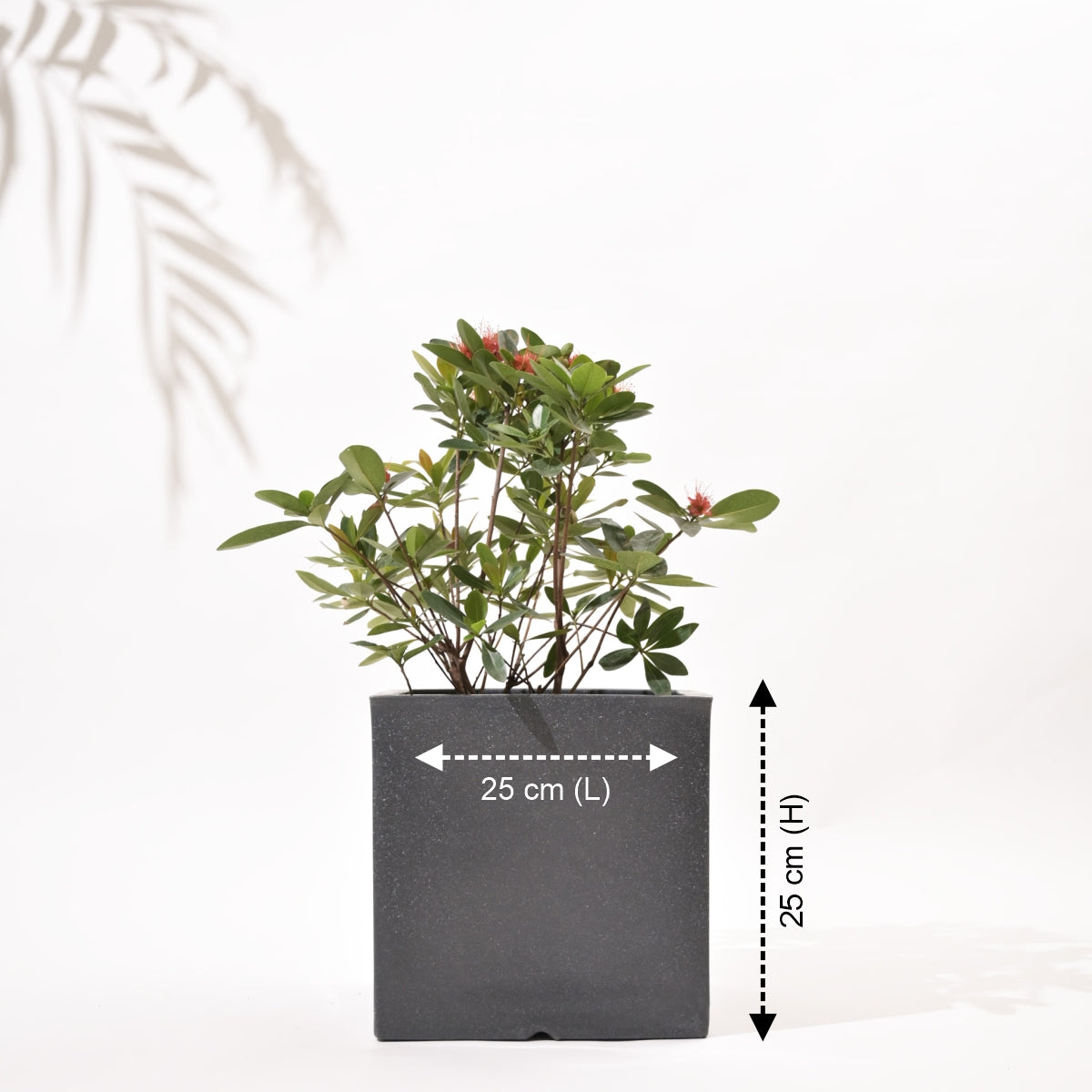 Cubical Square Flower Pot