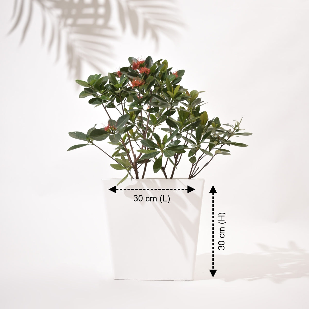 Bent Block Big Planters For Living Room