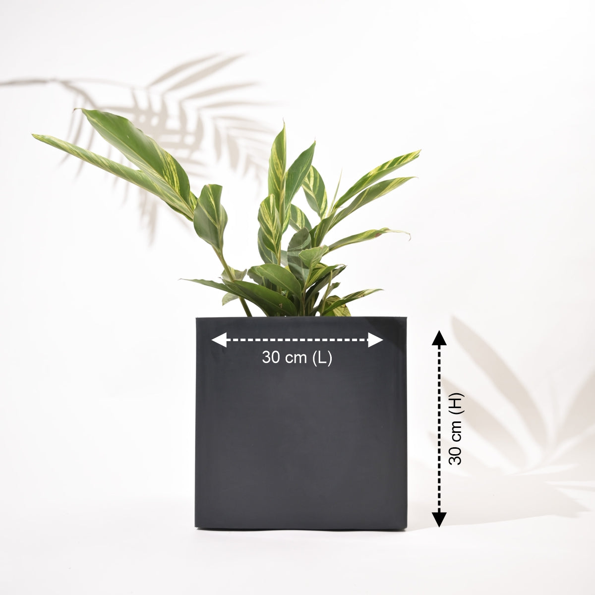 Cubical Square Flower Pot