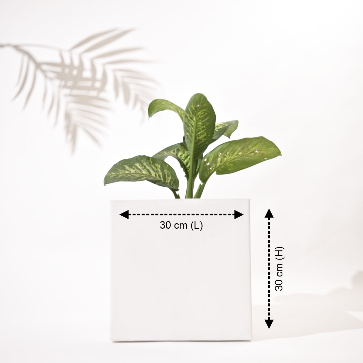 Cubical Square Flower Pot