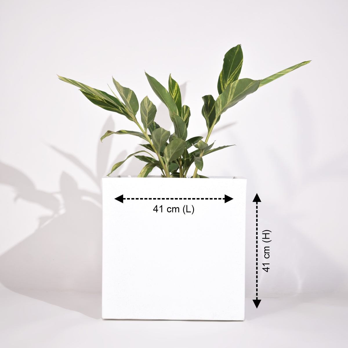 Cubical Square Flower Pot