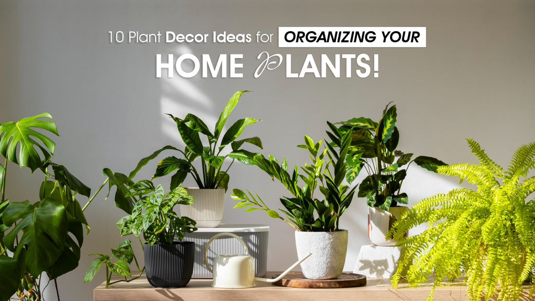 10 Plant Decor Ideas for Organizing Your Home Plants!