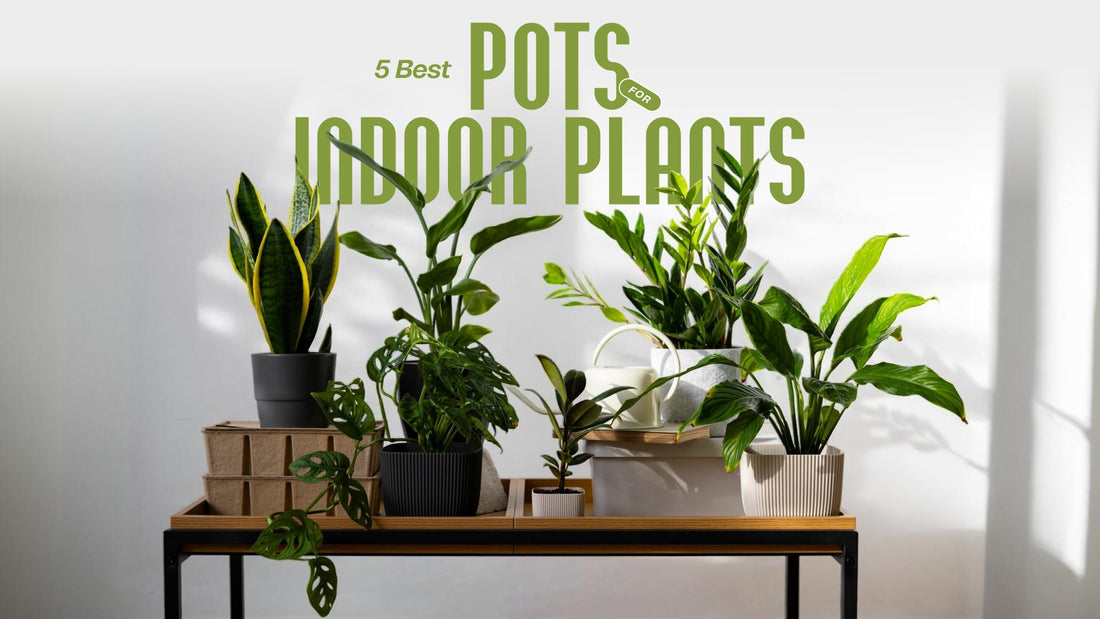 5 Best Pots for Indoor Plants
