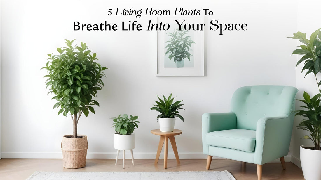5 Living Room Plants to Breathe Life into Your Space