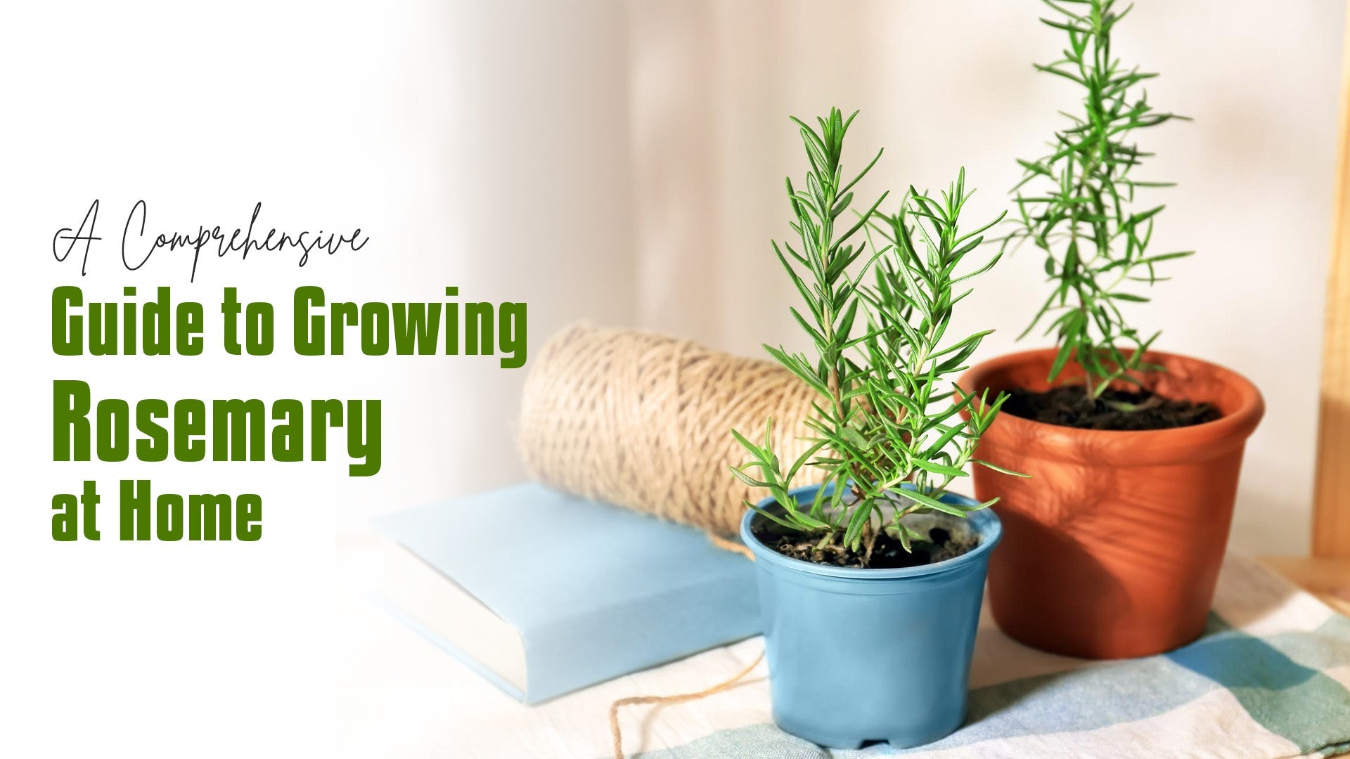 A Comprehensive Guide to Growing Rosemary at Home