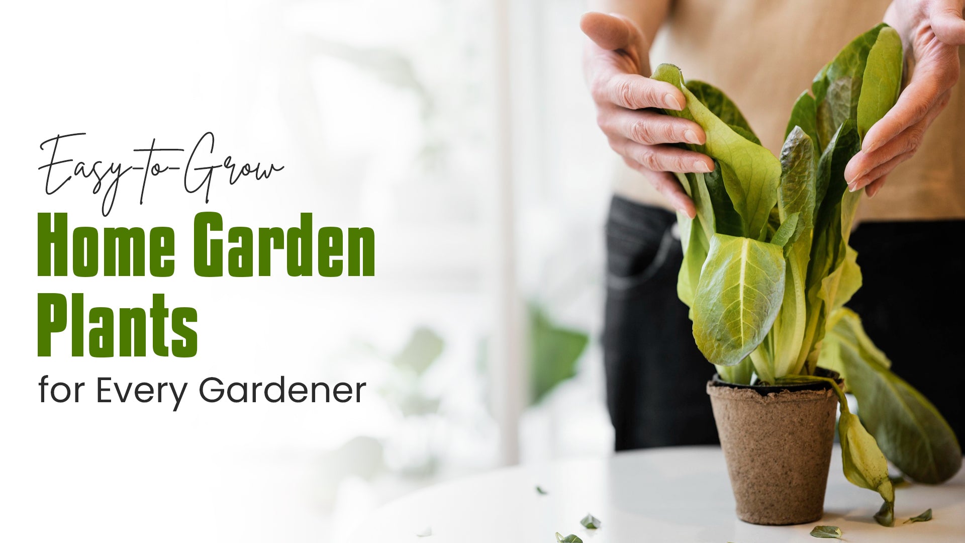 Easy-to-Grow Home Garden Plants for Every Gardener