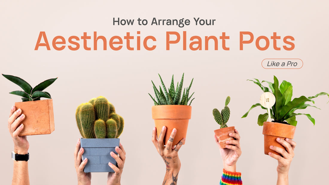 How to Arrange Your Aesthetic Plant Pots Like a Pro