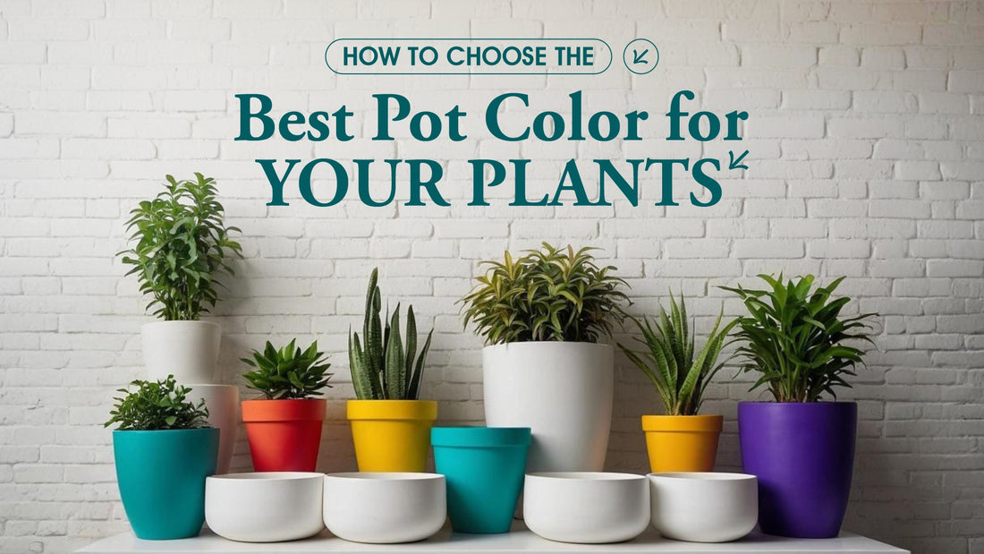 How to Choose the Best Pot Color for Your Plants