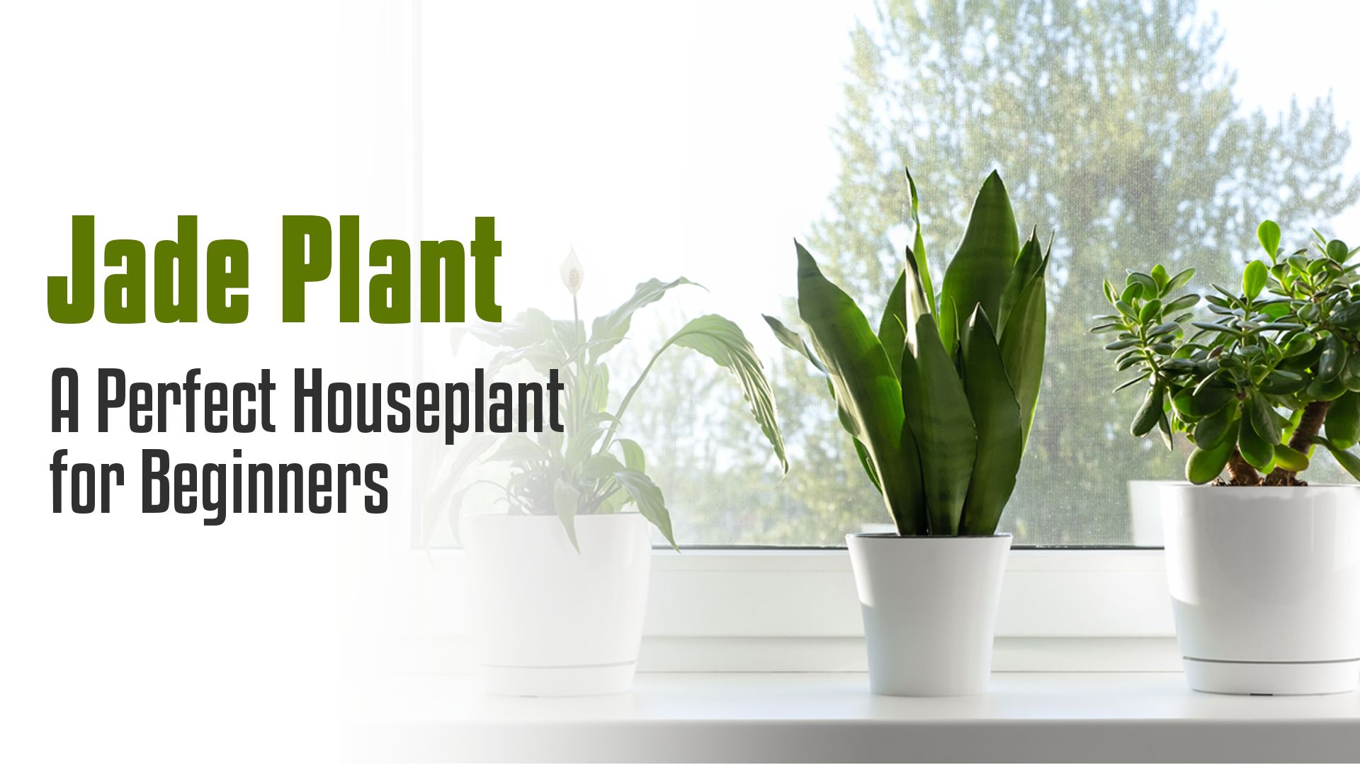 Jade Plant: A Perfect Houseplant for Beginners