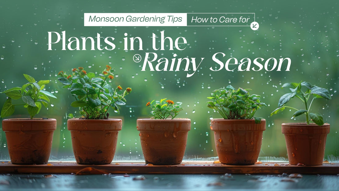 Monsoon Gardening Tips: How to Care for Plants in the Rainy Season