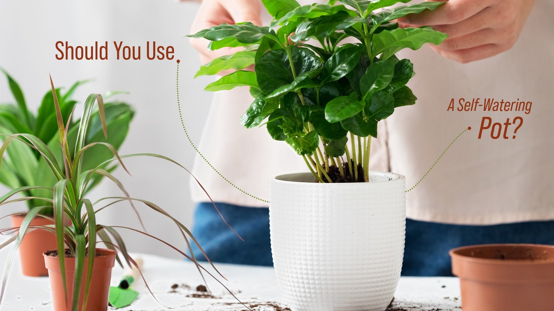 Should You Use a Self-Watering Pot?