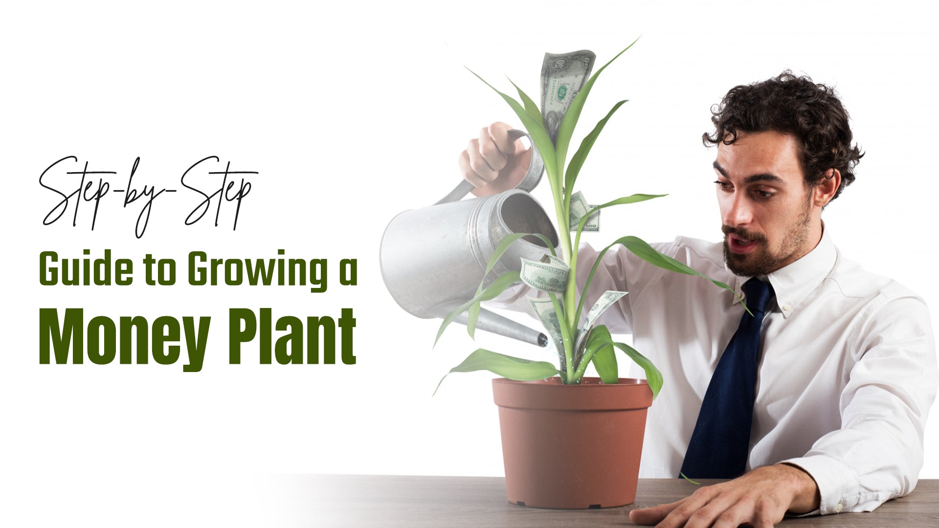 Step-by-Step Guide to Growing a Money Plant