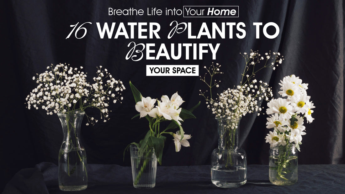 Breathe Life into Your Home: 16 Water Plants to Beautify Your Space