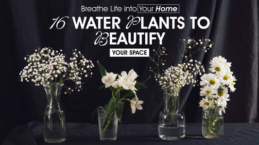 Breathe Life into Your Home: 16 Water Plants to Beautify Your Space