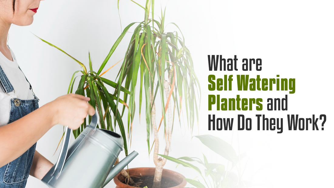 What are Self Watering Planters and How Do They Work?