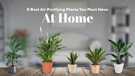 5 Best Air Purifying Plants You Must Have At Home