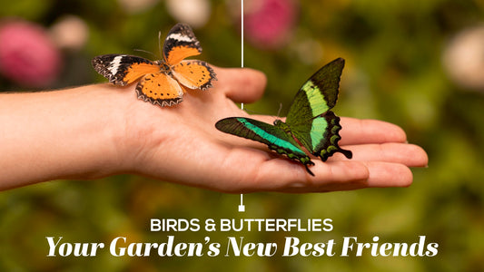 Birds & Butterflies: Your Garden’s New Best Friends