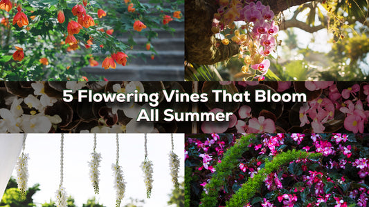 5 Flowering Vines That Bloom All Summer