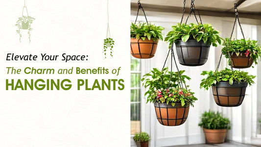 Elevate Your Space: The Charm and Benefits of Hanging Plants