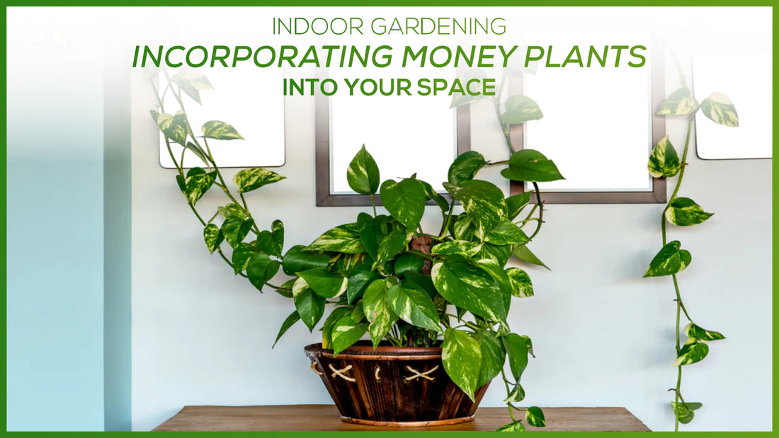 Indoor Gardening: Incorporating Money Plants Into Your Space