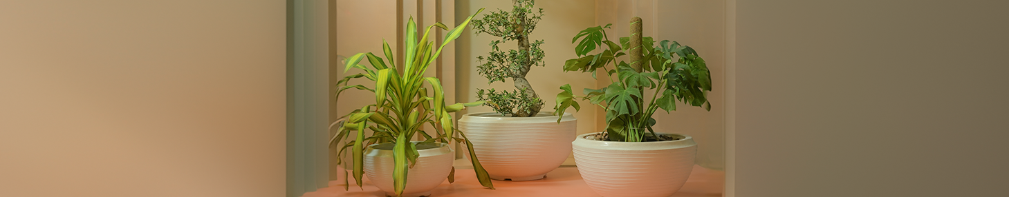 collections/Ceramic_Planters.png