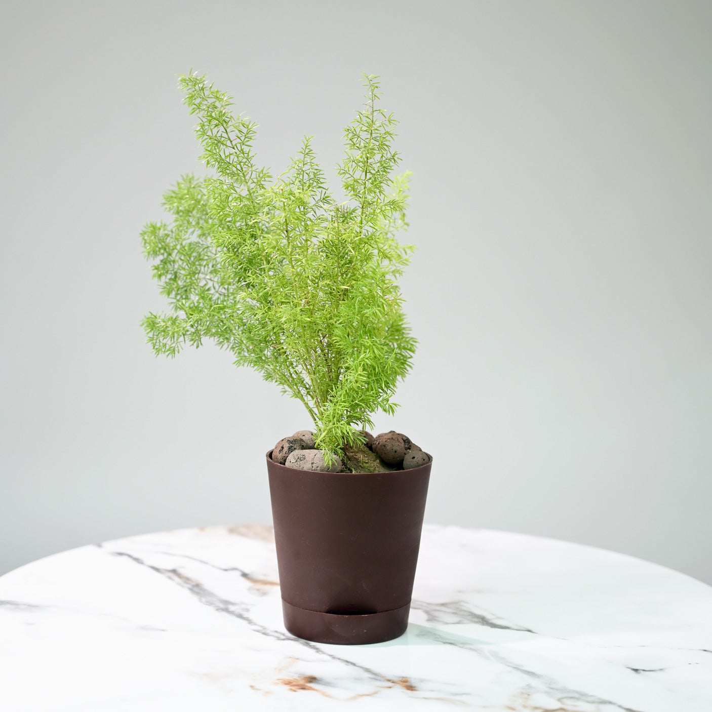 Sprout Self Watering Planters For Office Table