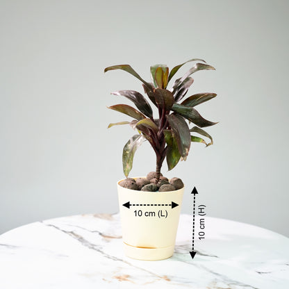 Sprout Self Watering Planters For Office Table