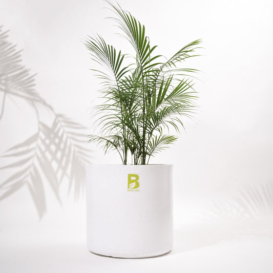 Cubical Round Big Flower Pot For Living Room