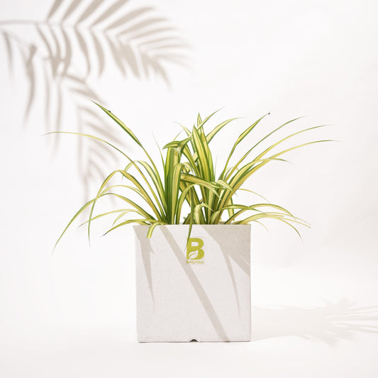 Cubical Square Flower Pot
