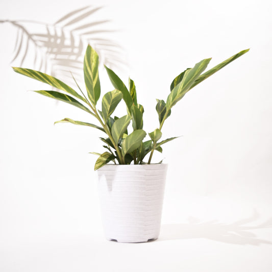 Rib Bucket Tower Rotomolded Planters