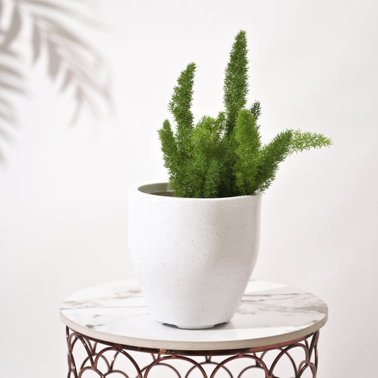 Luna Large Planters For Living Room